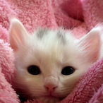 Tunhrdelrey's Avatar'