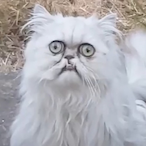 sardines.exe's Avatar'