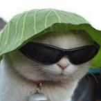 bubba2025's Avatar'