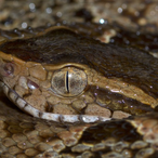 SD.Jararaca's Avatar'