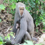 MonkeyOhGIGI_G's Avatar'