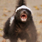 HoneyBadger_31's Avatar'