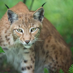 BinBelastender's Avatar'