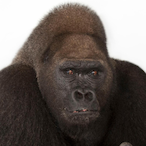 SOSNonozedchimp's Avatar'
