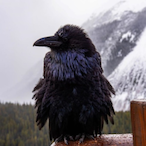 BurntBlackWings's Avatar