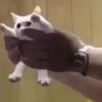TACOCAT_MAN's Avatar'