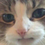 sakuravsrOFF's Avatar'