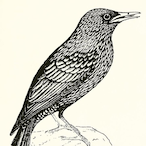 Starling_Snipes's Avatar'