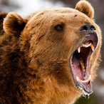 GermanicGrizz's Avatar'