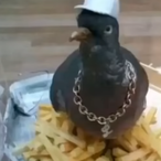 Duckboyz's Avatar'