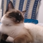 Peppermint.exe's Avatar'