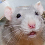 RatoMutantee's Avatar'