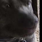 MajesticNugget's Avatar'