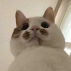 YYGQ.donghellll's Avatar'