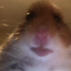 sneaky_turtle_r0's Avatar'
