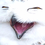 KittyKiing's Avatar'