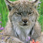 JLO Lynx's Avatar'