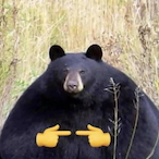 MrShizzlebear's Avatar'