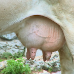 ShakeYourTitty's Avatar'