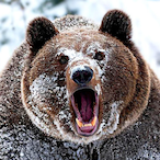 GuruBear.UWU's Avatar'