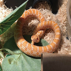 Pattyboi14's Avatar'