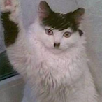 Mr.Catler's Avatar'