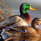 duckhunter293's Avatar'