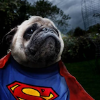 PugOfSteel's Avatar'