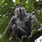 MONKEY_IN_rain's Avatar'