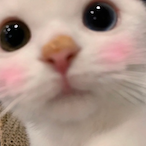 crazywujing's Avatar'