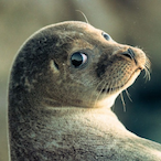 Mr.Slowpoke.'s Avatar'