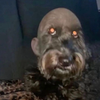 Brother-Jacob's Avatar'