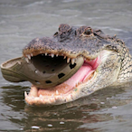 Killer.Crocks's Avatar'