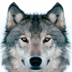 Wolfee_1968's Avatar