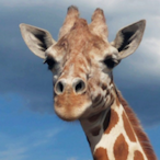 AspergerGirafe's Avatar'