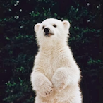 ShiroKumA_'s Avatar'