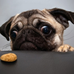 DoggoDenied's Avatar'