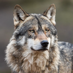 sarrowwolf's Avatar'