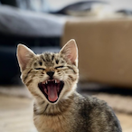 MarquinDoVrau's Avatar'