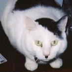 PurdolfKitler's Avatar'