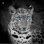 Gi0_B4cc0's Avatar'
