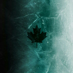 LazyGrizzleBear's Avatar'