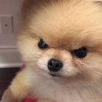 FrostNightZwei's Avatar'