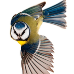 BlueBird-3-'s Avatar