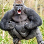 Gorilla.'s Avatar'