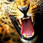 diegoglzz__'s Avatar'