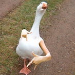 ImTheTrueGoose's Avatar'