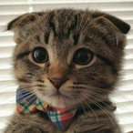 Qtr-Bu3ouf's Avatar'