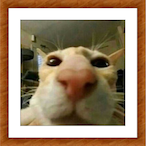 Chromy24's Avatar'