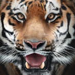 Eyeofthetiger61's Avatar'